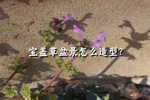 宝盖草盆景怎么造型？