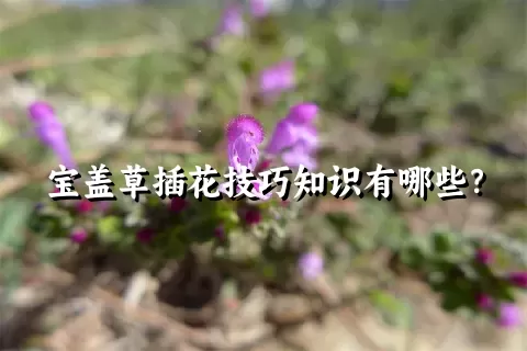 宝盖草插花技巧知识有哪些？