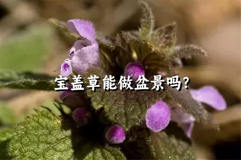 宝盖草能做盆景吗？