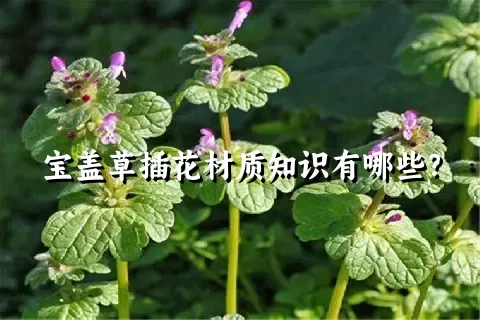 宝盖草插花材质知识有哪些？