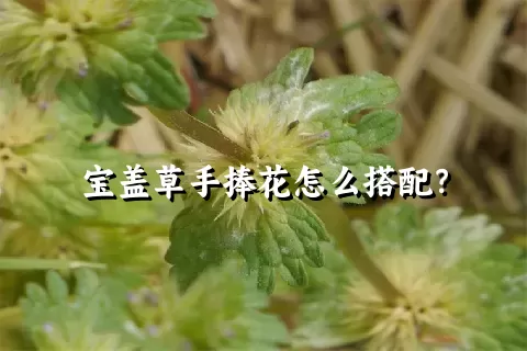 宝盖草手捧花怎么搭配？