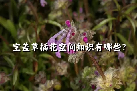 宝盖草插花空间知识有哪些？