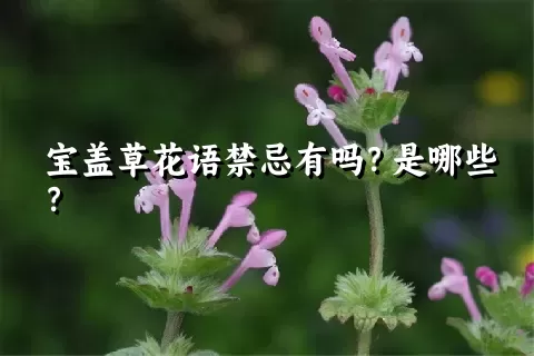 宝盖草花语禁忌有吗？是哪些？