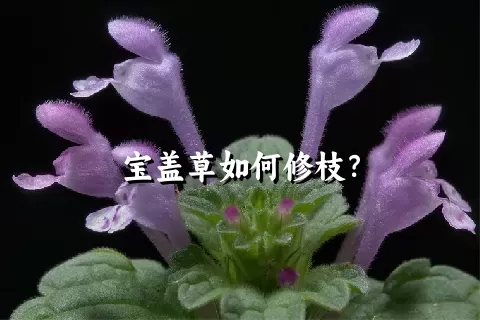 宝盖草如何修枝？