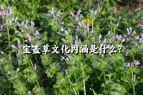 宝盖草文化内涵是什么？