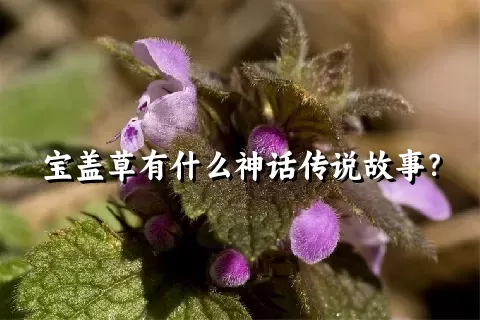 宝盖草有什么神话传说故事？