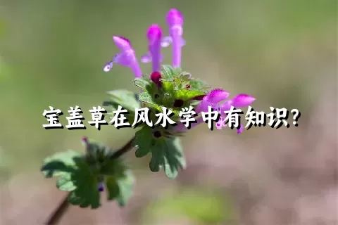 宝盖草在风水学中有知识？