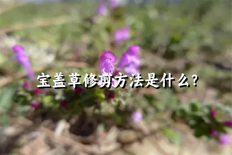 宝盖草修剪方法是什么？