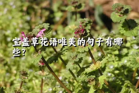 宝盖草花语唯美的句子有哪些？