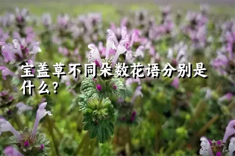 宝盖草不同朵数花语分别是什么？