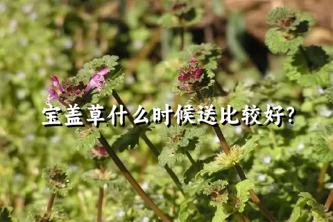 宝盖草什么时候送比较好？