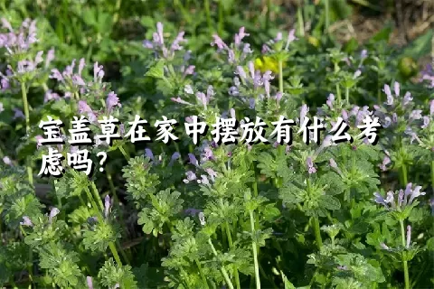 宝盖草在家中摆放有什么考虑吗？