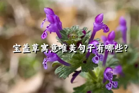 宝盖草寓意唯美句子有哪些？