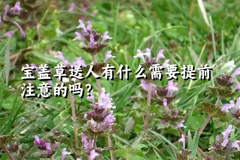 宝盖草送人有什么需要提前注意的吗？