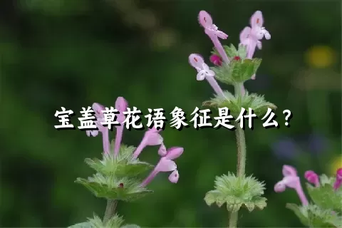 宝盖草花语象征是什么？