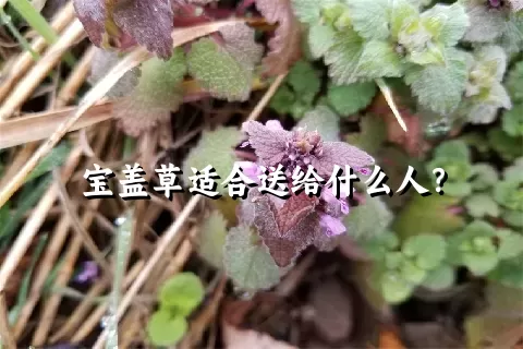 宝盖草适合送给什么人？