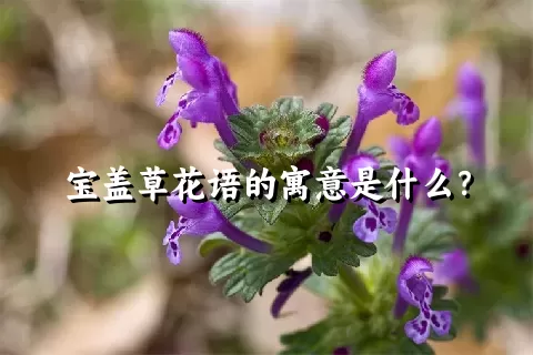 宝盖草花语的寓意是什么？