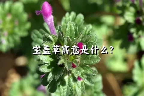 宝盖草寓意是什么？