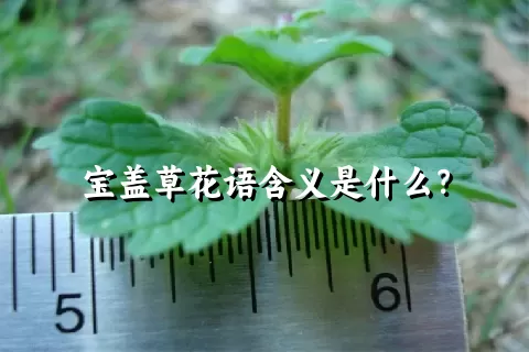 宝盖草花语含义是什么？