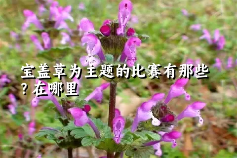 宝盖草为主题的比赛有那些？在哪里