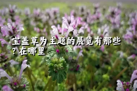 宝盖草为主题的展览有那些？在哪里