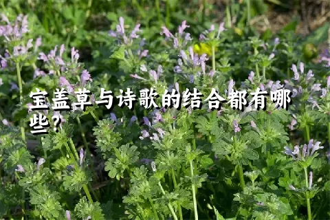 宝盖草与诗歌的结合都有哪些？