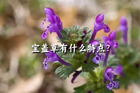 宝盖草有什么特点？