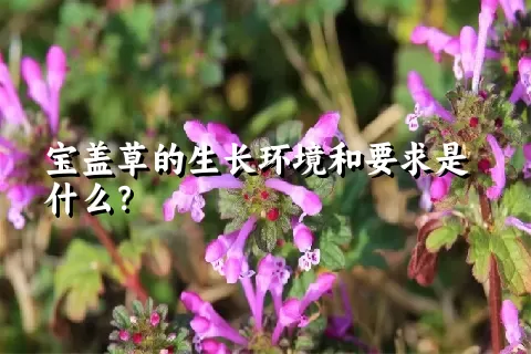 宝盖草的生长环境和要求是什么？