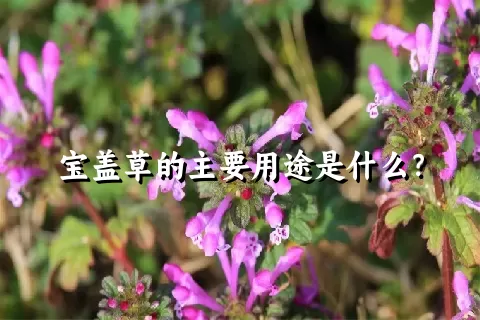 宝盖草的主要用途是什么？