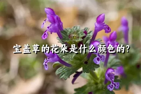 宝盖草的花朵是什么颜色的？