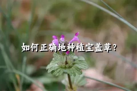 如何正确地种植宝盖草？