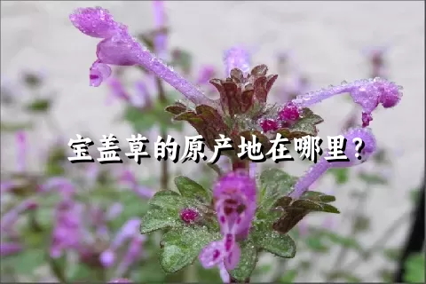 宝盖草的原产地在哪里？