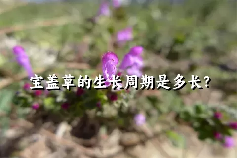 宝盖草的生长周期是多长？