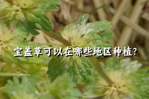 宝盖草可以在哪些地区种植？