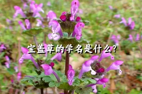 宝盖草的学名是什么？