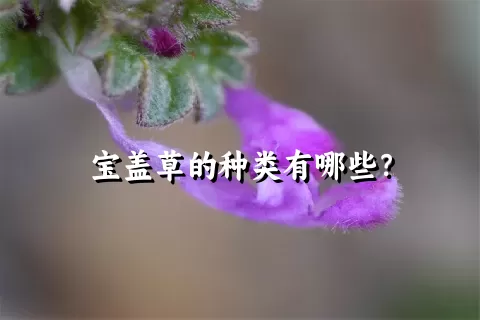 宝盖草的种类有哪些？