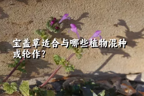 宝盖草适合与哪些植物混种或轮作？