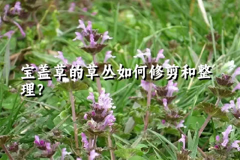 宝盖草的草丛如何修剪和整理？