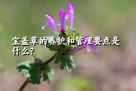 宝盖草的养护和管理要点是什么？