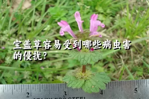 宝盖草容易受到哪些病虫害的侵扰？