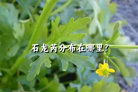 石龙芮分布在哪里?