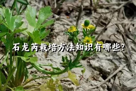 石龙芮栽培方法知识有哪些？