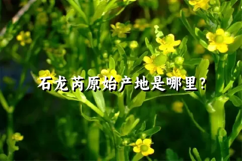 石龙芮原始产地是哪里？