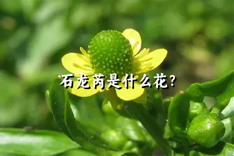 石龙芮是什么花？