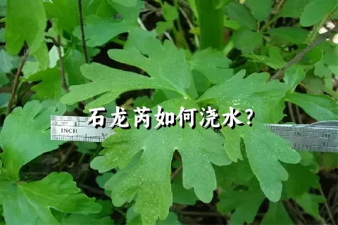 石龙芮如何浇水？