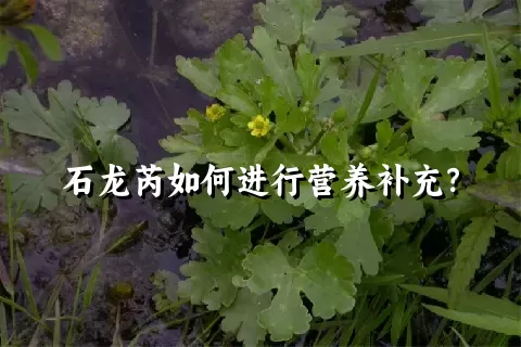 石龙芮如何进行营养补充？