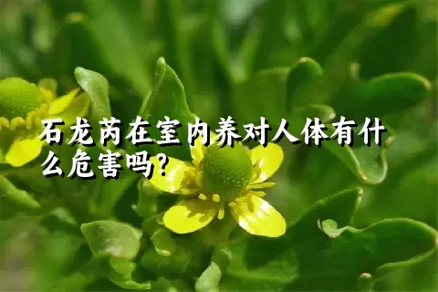 石龙芮在室内养对人体有什么危害吗？