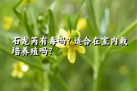 石龙芮有毒吗？适合在室内栽培养殖吗？