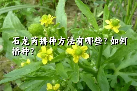 石龙芮播种方法有哪些？如何播种？