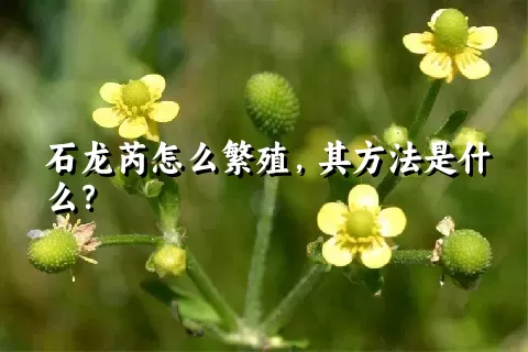 石龙芮怎么繁殖，其方法是什么？